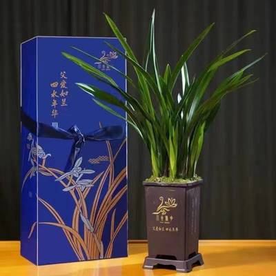 父愛(ài)如蘭 一束芬芳里的深情，花農(nóng)笑顏中的豐收